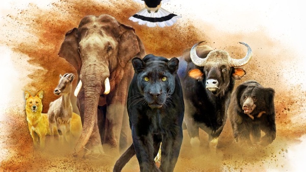 Nilgiris A Shared Wilderness Review This Wildlife Film Wins Hearts With Visual Grandeur and Emotional Depth