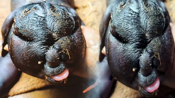 Tamil Nadu Goat With a Human-Like Face In Kallakurichi - Picture