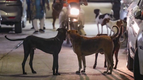 Internet Divided Over SC s Order On Stray Dog Removal In Delhi Internet Divided Over SC s Order On Stray Dog Removal In Delhi