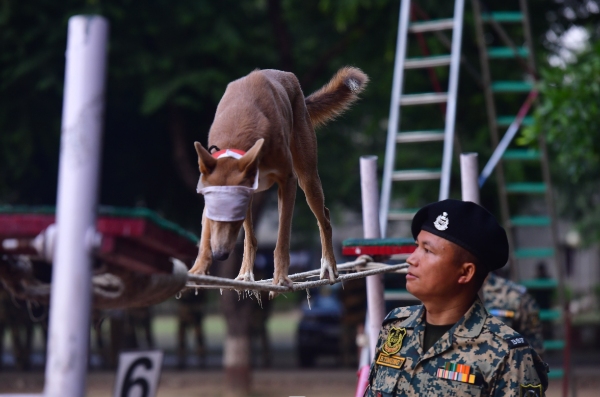 Indian Breed Dogs Lead BSF s March Towards Aatmanirbhar K9 Force