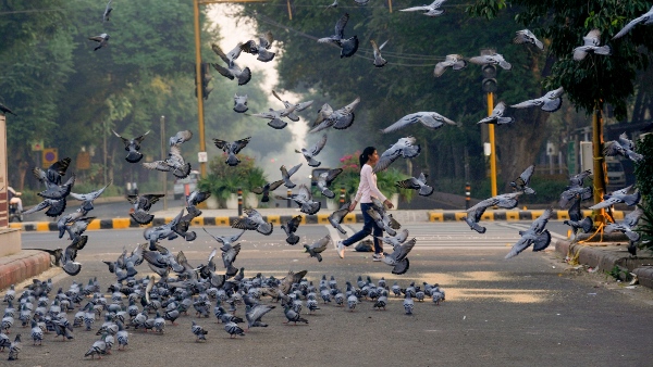 Are Pigeon Droppings the Hidden Threat in Urban Areas Harsha Bhogle Shares Concerns Are Pigeon Droppings the Hidden Threat in Urban Areas Harsha Bhogle Shares Concerns