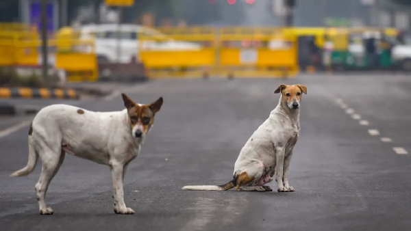 SC pulls States on Stray Dogs Order