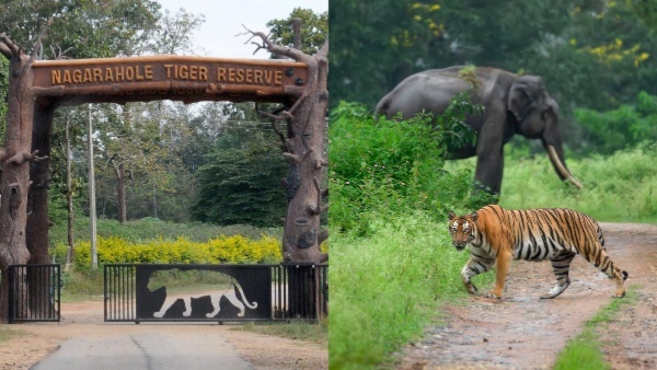 Tiger Attacks Force Karnataka to Suspend Safaris in Nagarhole and Bandipur