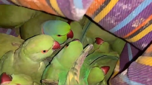 400 parrots rescued 400 parrots rescued