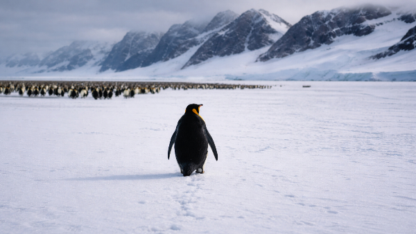 Viral Video Of Penguin Walking Alone Towards Mountain ...