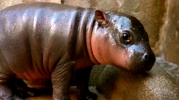 Jellybean pygmy hippo