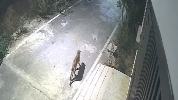 Leopard Spotted in Bengaluru Big Cat Reported Near Apartment In JP Nagar