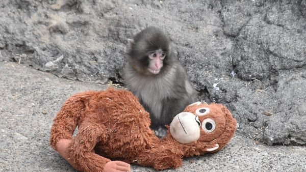 After Penguin’s Viral Story, Baby Monkey Punch Melts Hearts Online- Why Was He Rejected By His Mother? After Penguin’s Viral Story, Baby Monkey Punch Melts Hearts Online- Why Was He Rejected By His Mother?