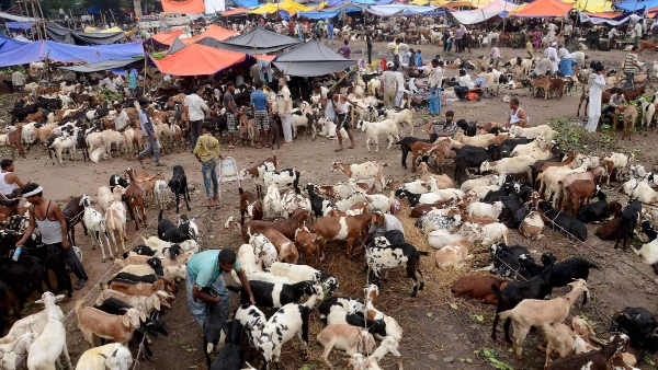 Bengaluru Traffic Alert for Bakrid Nagawara to Pottery Circle Stretch Affected on May 28 Bengaluru Traffic Alert for Bakrid Nagawara to Pottery Circle Stretch Affected on May 28