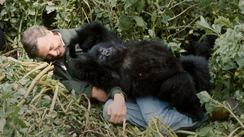 David Attenborough lying among mountain gorillas in Rwanda 1978 David Attenborough lying among mountain gorillas in Rwanda 1978