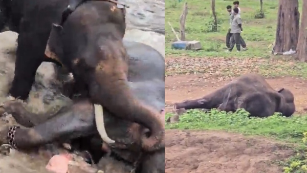 Mysuru Dasara Elephant Marthanda Dies After Fatal Clash At Kodagu Dubare Camp