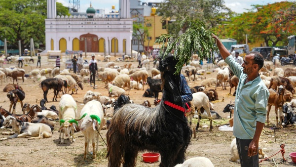 Eid-ul-Adha 2026 In India When Is Bakrid This Year Check Expected Date