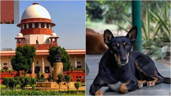 SC Refuses To Modify Directions To Remove Stray Dogs From Public Places SC Refuses To Modify Directions To Remove Stray Dogs From Public Places