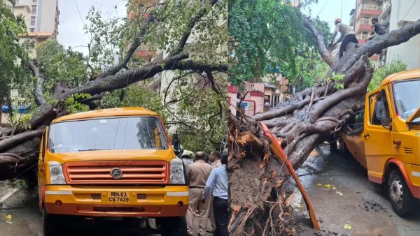 Tree Falls on school bus