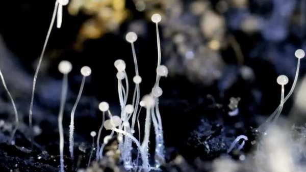 Candida auris Cases Cross 3 000 in US What Is the Deadly Drug Resistant Fungus and Who Is Most at Risk
