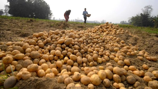 UP Potato Farmers