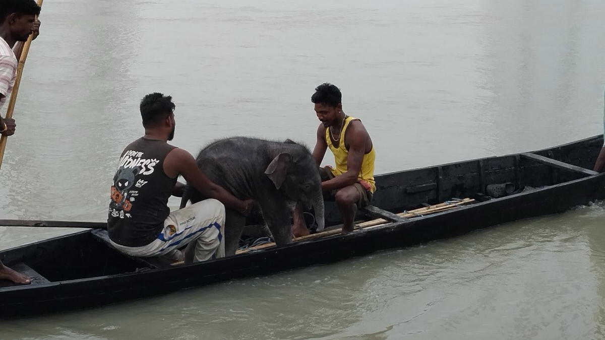 Fishermen Save Elephant Calf From Raging Teesta River; Watch Video Here