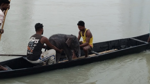 Elephant calf rescued Elephant calf rescued