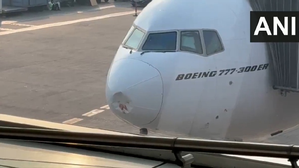 Bird Hit Flight