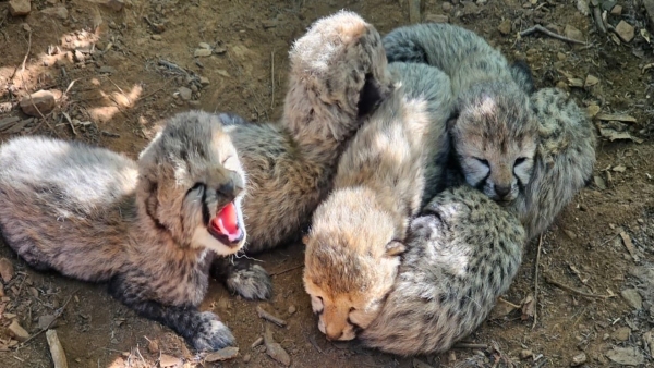 Five Cheetah Cubs Born At Kuno India s Cheetah Count Rises To 60 Five Cheetah Cubs Born At Kuno India s Cheetah Count Rises To 60