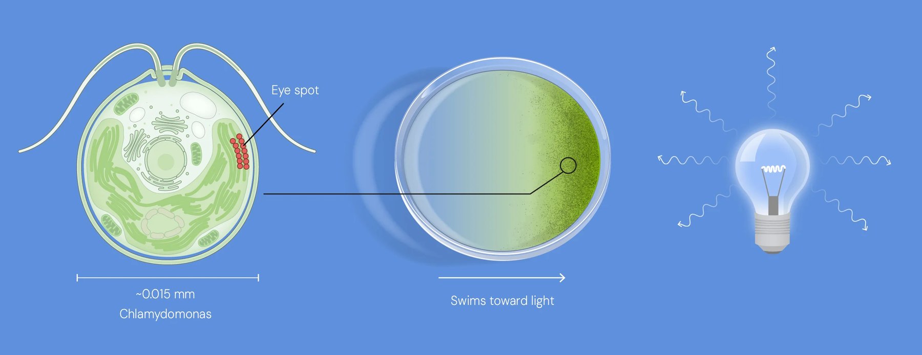 Chlamydomonas alga with its red eye spot  a dish where the algae gather on the side facing a light bulb