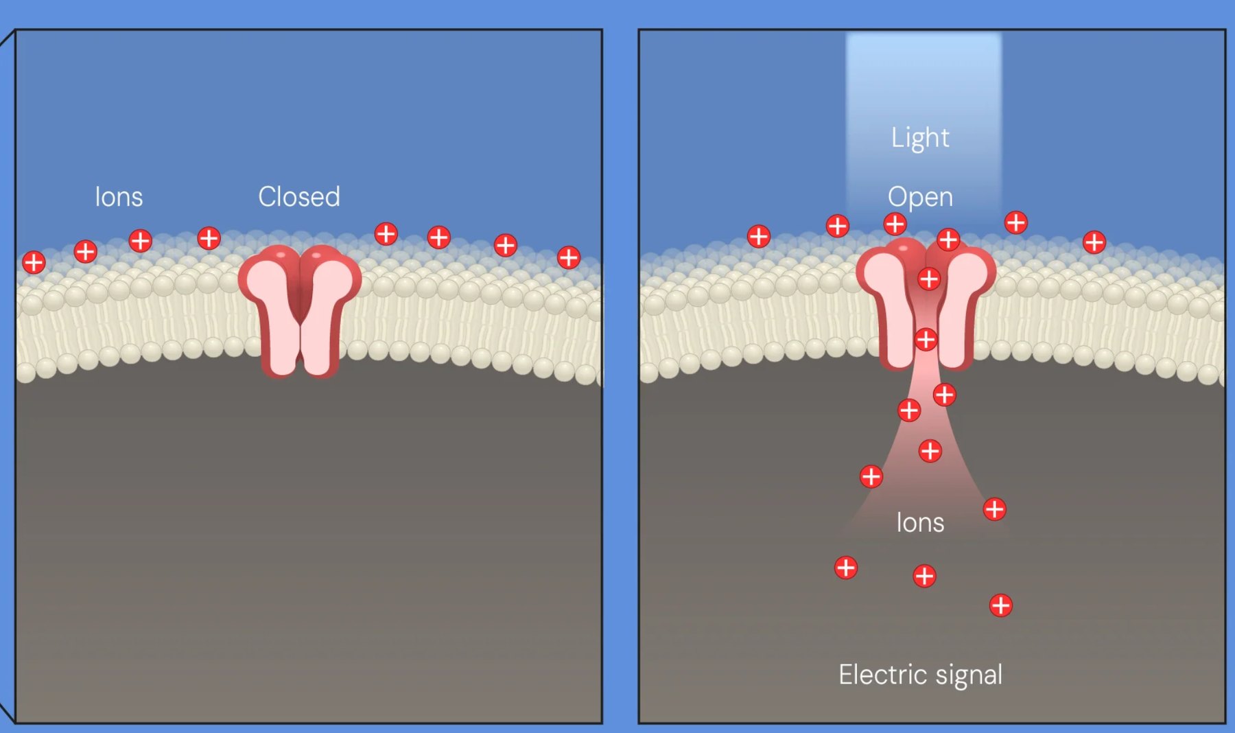 Two panels  left shows a closed channel in the cell membrane with positive ions outside  right shows light opening the channel and ions flowing inside to create an electric signal