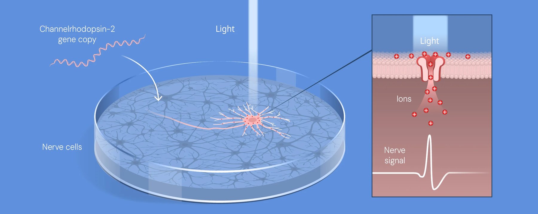 A petri dish of nerve cells receiving the channelrhodopsin-2 gene  blue light shines on one nerve cell  a zoomed panel shows ions entering through the channel and a nerve signal spike