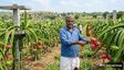 "ನಾನು ರೈತನಾಗಬೇಕು": ಸೇನೆ, ಪೊಲೀಸ್ ಇಲಾಖೆಯಲ್ಲಿ ಸೇವೆ ಸಲ್ಲಿಸಿದ ಯೋಧ ಈಗ ಡ್ರ್ಯಾಗನ್ ಫ್ರೂಟ್ ಬೆಳೆದು ಲಕ್ಷಾಧಿಪತಿ