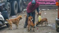 Bengaluru Stray Dog: ಬೆಂಗಳೂರಿನ ಬೀದಿ ನಾಯಿಗಳಿಗೆ ಆಹಾರ: ಈ 5 ನಿಯಮಗಳನ್ನು ಪಾಲಿಸಬೇಕು