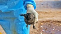 Bird Flu: ಚೆನ್ನೈನಲ್ಲಿ ಹಕ್ಕಿ ಜ್ವರ: ನೂರಾರು ಕಾಗೆಗಳು ಸಾವು, ಕರ್ನಾಟಕಕ್ಕೂ ಭೀತಿ