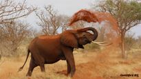 Elephant Attack: ಕಾಡಾನೆ ದಾಳಿಗೆ ಮಹಿಳೆ ಬಲಿ: ಪ್ರತಿಭಟನಾ ನಿರತ ರೈತರ ಮೇಲೆ ಲಾಠಿ ಚಾರ್ಜ್; ಫೆಬ್ರವರಿ 23ಕ್ಕೆ ಶೃಂಗೇರಿ ಬಂದ್  