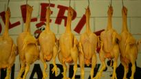 Meat Sale in Bengluru: ಬೆಂಗಳೂರಲ್ಲಿ ಕೋಳಿ - ಮಾಂಸ ಮಳಿಗೆಗಳಿಗೆ ಜಿಬಿಎ ದಿಢೀರ್ ಶಾಕ್: ನಿಯಮ ಉಲ್ಲಂಘಿಸುವ ಅಂಗಡಿಗಳಿಗೆ ನೋಟಿಸ್