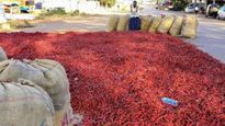Byadgi Red Chilli: ಬ್ಯಾಡಗಿ ಮಾರುಕಟ್ಟೆಗೆ 2.43 ಲಕ್ಷ ಮೆಣಸಿನಕಾಯಿ ಚೀಲ ಆವಕ, ಕ್ವಿಂಟಾಲ್ ದರವೆಷ್ಟಿದೆ?