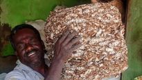 Tamarind Cultivation: ಹೊಸಪೇಟೆ ಹುಣಸೆ ಘಟಕಕ್ಕೆ ವಿಶ್ವಬ್ಯಾಂಕ್ ಉನ್ನತ ಮಟ್ಟದ ತಂಡ ಭೇಟಿ, ರೈತರಿಗೆ ಗುಡ್‌ನ್ಯೂಸ್ ನಿರೀಕ್ಷೆ