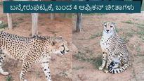 African Cheetahs: ಬೆಂಗಳೂರಿಗೆ ಬಂದಿಳಿದ ನಾಲ್ಕು ಆಫ್ರಿಕನ್ ಚೀತಾಗಳು: ವಿಮಾನ ನಿಲ್ದಾಣದಲ್ಲಿ ಅರಣ್ಯ ಸಚಿವರಿಂದ ಸ್ವಾಗತ
