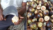 Ice Apple: ಮಧುಮೇಹಿಗಳಿಗೂ ಸೇಫ್! ತಾಳೆ ಹಣ್ಣಿನ ಅಚ್ಚರಿಯ ಆರೋಗ್ಯ ಪ್ರಯೋಜನಗಳು