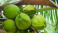 Coconut: ರೈತರ ನಿದ್ದೆಗೆಡಿಸಿದ ತೆಂಗಿನ ರೋಗ: ಶೇ.14ರಷ್ಟು ತೋಟಗಳಿಗೆ ಕೀಟಬಾಧೆ; ತಜ್ಞರ ತಂಡ ಪರಿಶೀಲನೆ