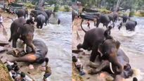 ಕಣ್ಣೆದುರೇ ಹೆಂಡತಿ ಪ್ರಾಣ ಹೋಯ್ತು: ಕೊಡಗಿನ ದುಬಾರೆ ಶಿಬಿರದ ಆನೆಗಳ ಕಾದಾಟದಲ್ಲಿ ಪ್ರವಾಸಿ ಮಹಿಳೆ ಸಾವು, ಕಣ್ಣೀರಿಟ್ಟ ಪತಿ