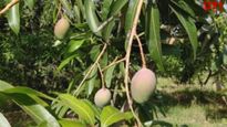 Miyazaki Mango: ‘ಮರದ ಕೆಳಗೇ ಮಲಗುತ್ತೇನೆ' ₹3 ಲಕ್ಷ ಮೌಲ್ಯದ ಮಾವಿಗೆ ರೈತನ ಕಾವಲು