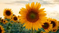 Sunflower: ಕರ್ನಾಟಕದ ಸೂರ್ಯಕಾಂತಿ ಬೆಳೆಗಾರರಿಗೆ ಗುಡ್‌ನ್ಯೂಸ್: ಬೆಂಬಲ ಬೆಲೆಯಲ್ಲಿ 9023 MT ಖರೀದಿಗೆ ಒಪ್ಪಿಗೆ 