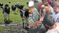 Viral Video: ಸೌಹಾರ್ದತೆ ಕಾಪಾಡುವ ಉದ್ದೇಶದಿಂದ ಹಸು ಖರೀದಿಸದ ಮುಸ್ಲಿಮರು: ರೈತರ ಆಕ್ರೋಶ 