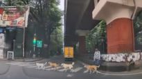Bengaluru: ಟ್ರಾಫಿಕ್ ರೂಲ್ಸ್ ಪಾಠ ಮಾಡಿದ ಬೀದಿ ನಾಯಿಗಳು; ಝೀಬ್ರಾ ಕ್ರಾಸಿಂಗ್‌ನಲ್ಲಿ ರಸ್ತೆ ದಾಟಿದ ಶ್ವಾನಗಳ Video Viral