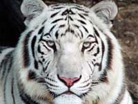 The White Tiger as my mid air companion! The White Tiger as my mid air companion!