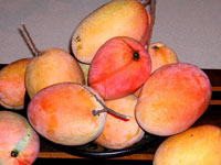 ಸಸ್ಯ ಸಂತೆಯೆಂಬ ಕಾರ್ಯಕ್ರಮ