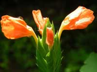 O Kanakambara where are you?