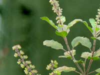 Tulsi Tulsi