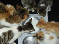 Seminar on rearing of cats and protection Seminar on rearing of cats and protection