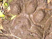 Fresh pugmark of Tiger