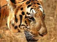 Tigress creating havoc captured in Madikeri Tigress creating havoc captured in Madikeri