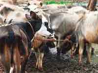 Cow slaughter ban bill passed in Legislative Council Cow slaughter ban bill passed in Legislative Council